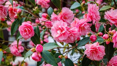 Exploring the symbolism of camellia flowers in different cultures